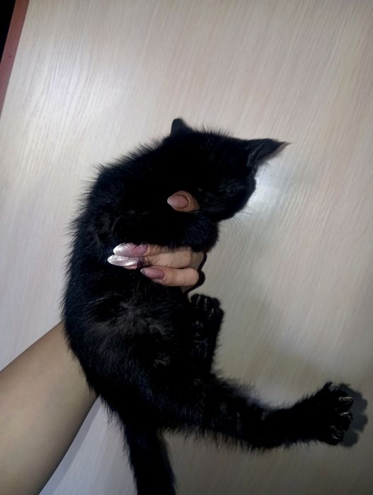 Отдам котенка ласковый мальчик