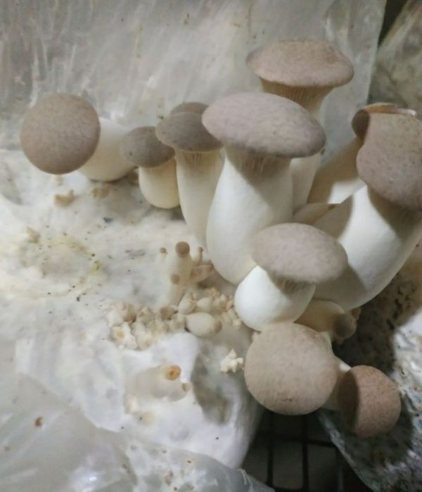 Вешинка Семена  Грибов КА 17 штп