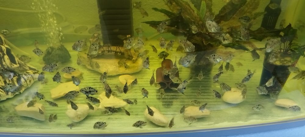 Чифтове Зебровидни цихлиди