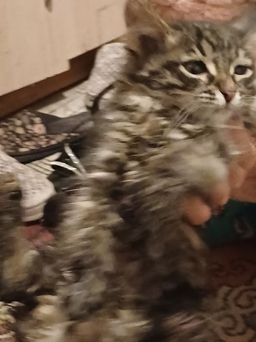Срочно нашли кота