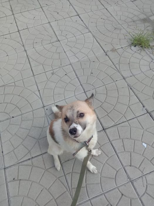 Пристраивается собачка молодая