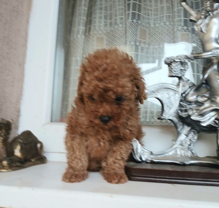 Пудел той/ he  poodle