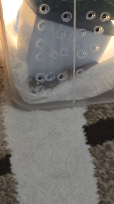 продам сцинкового геккона