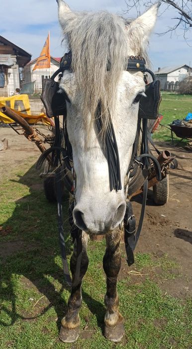 Cal de vânzare sau schimb