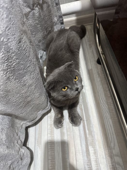шотландская кошечка