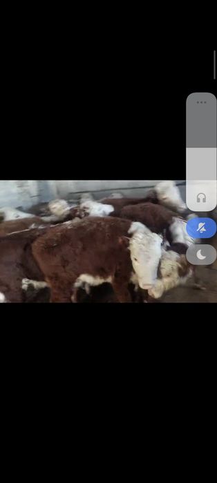 Ұрғашы торпақтар 20 бас. Сатылады