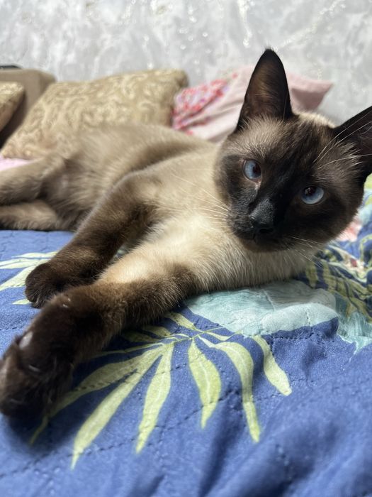 Отдам в добрые  руки