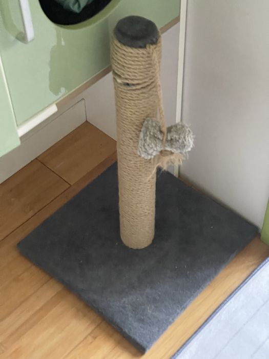 Британка 7 месяцев кошка