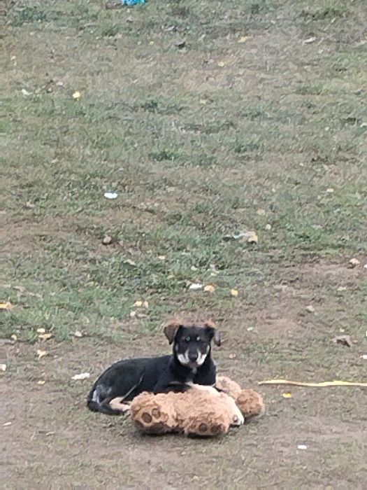 Подарявам бебе куче  на 3 месеца