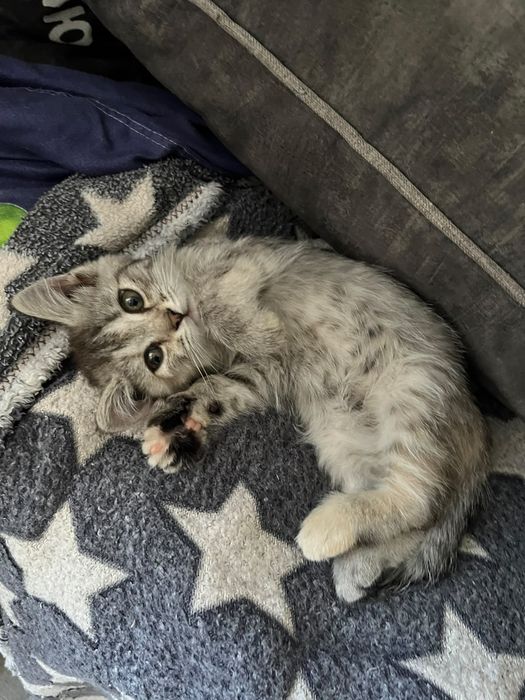 Продам котенка скотиш страйт