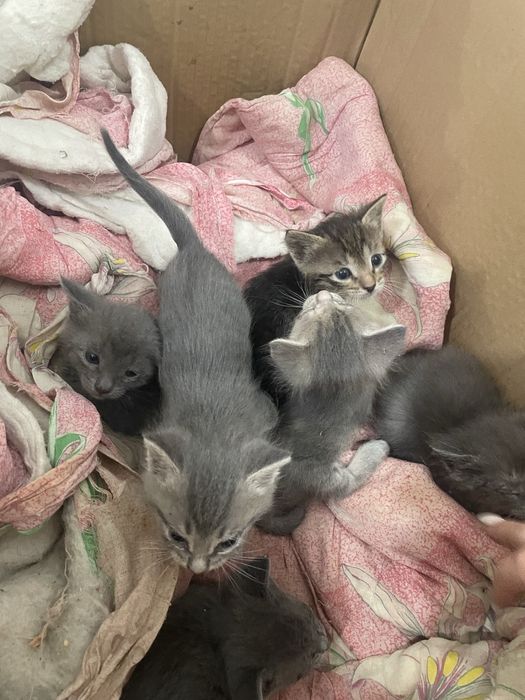 Котята отам в добрые руки