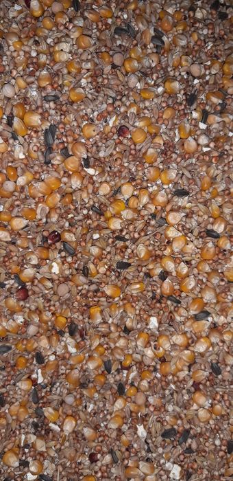 Lucerna , ștroturi peletate