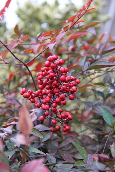 Нандина домашняя (лат. Nandina domestica Thunb)
