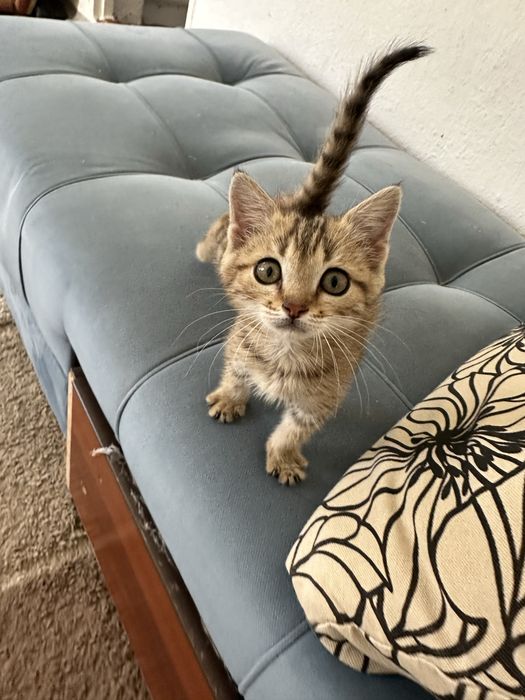 Кот с котенком в добрые руки