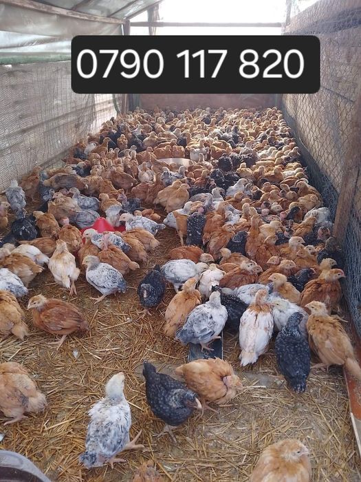 Pui zburați 
       În data de 24  martie 202