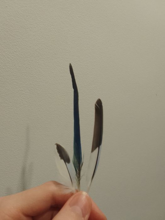 Красивые пёрышки попугаев