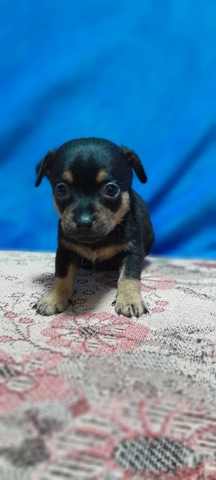 Продам щенков Пинчер