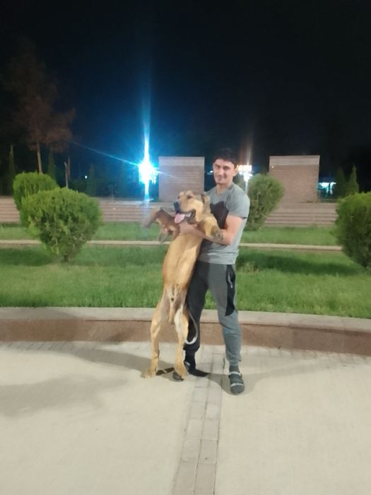 Zoti toza alabay sotiladi