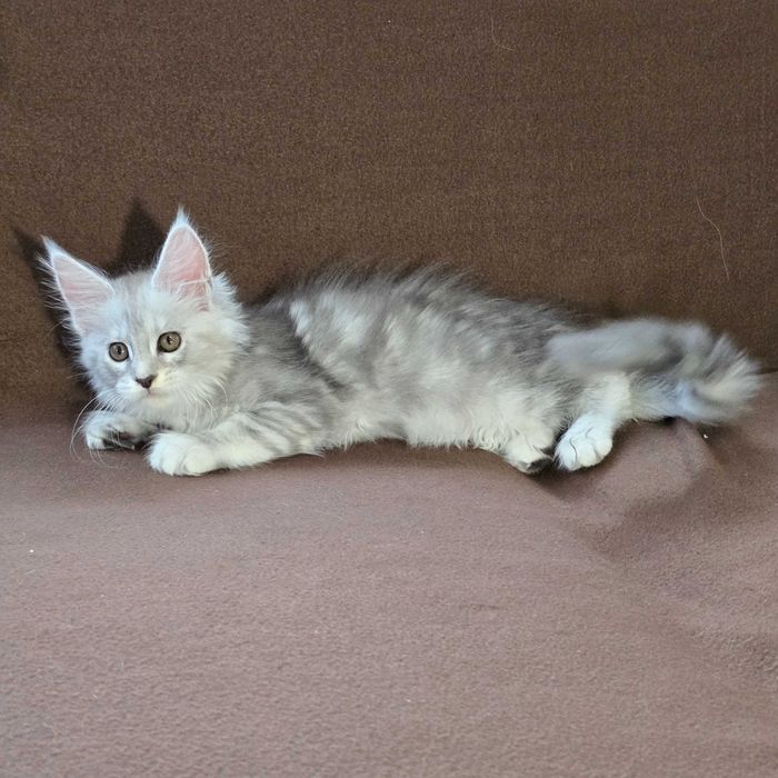 Котенца мейн куун