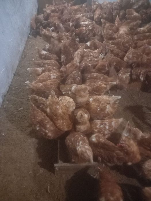 тауық бар 300 бас