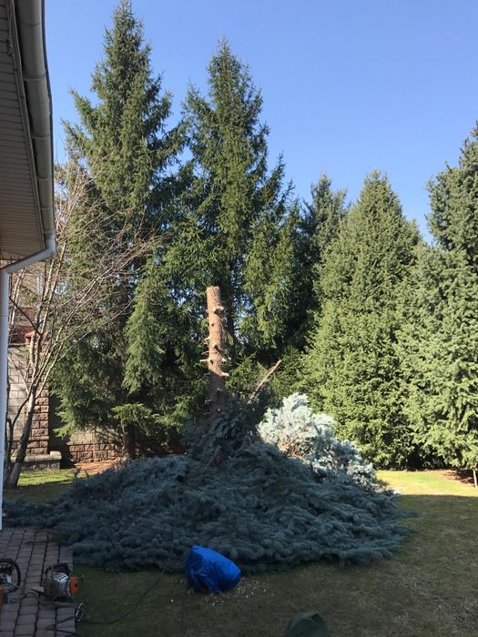 Спил, обрезка деревьев