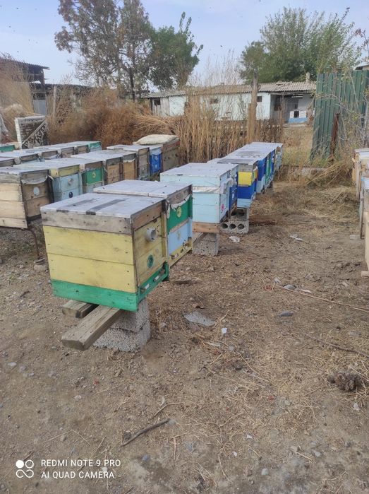 Продам улья для пчел