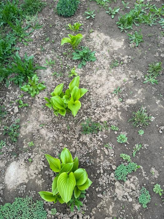 Продаются хоста и гибискус