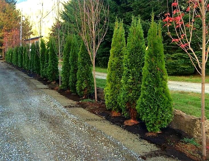 Thuja occidentalis smaragd  ( tuia )