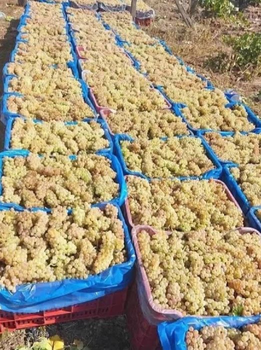 Struguri de vin , producție 2025 , Vrancea