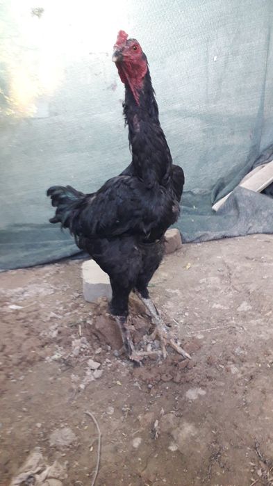 Хуроз товуклар сотилади