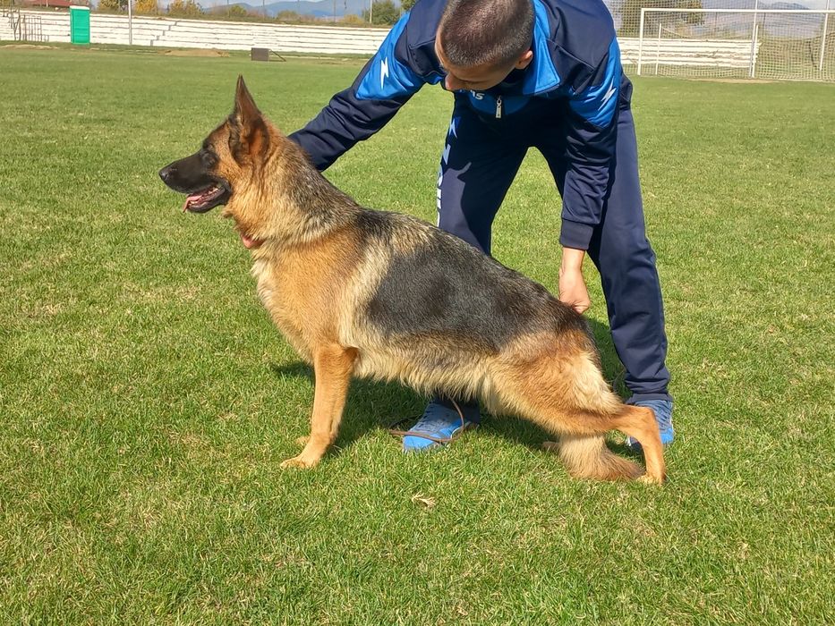 Немско овчарско куче