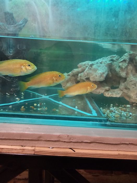 Лобидохромис  цихлида