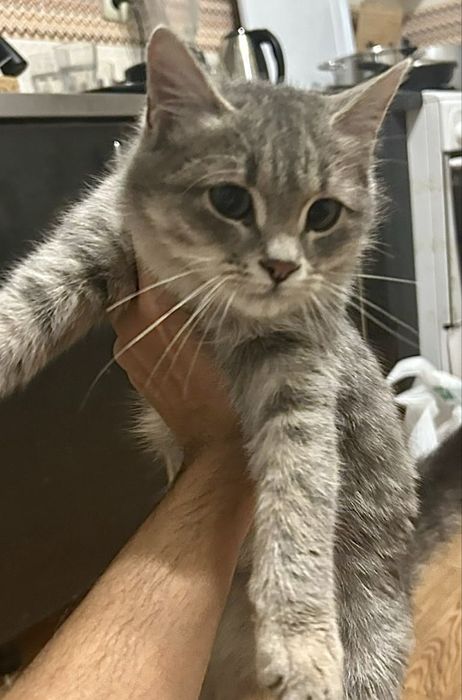 Котенок, мальчик