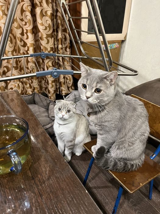 Котенок шотландец