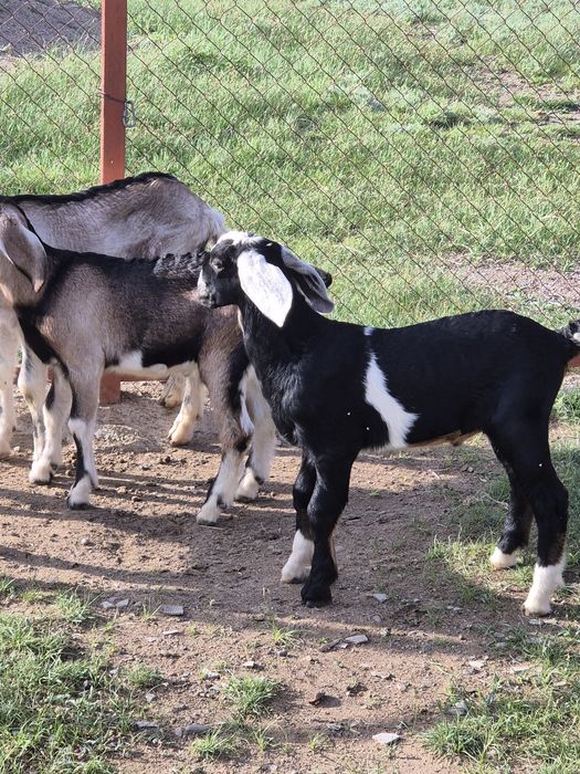 Козлята англонубийские.