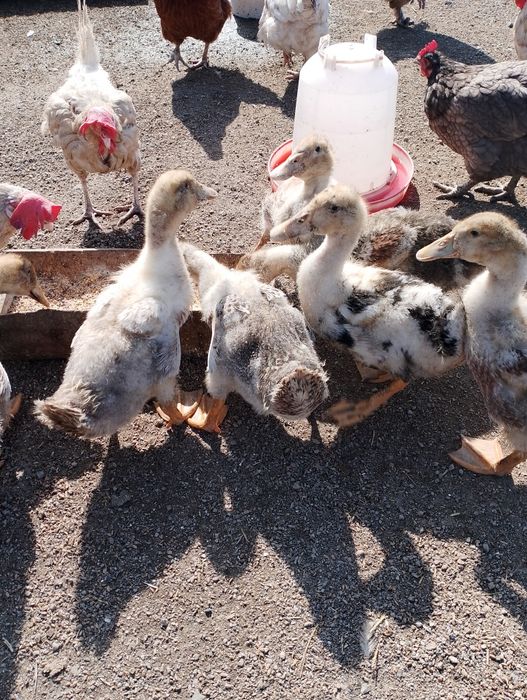 Домашние утята...