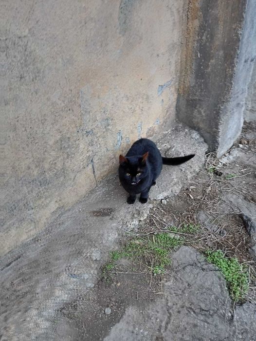 Pisici pentru adopție