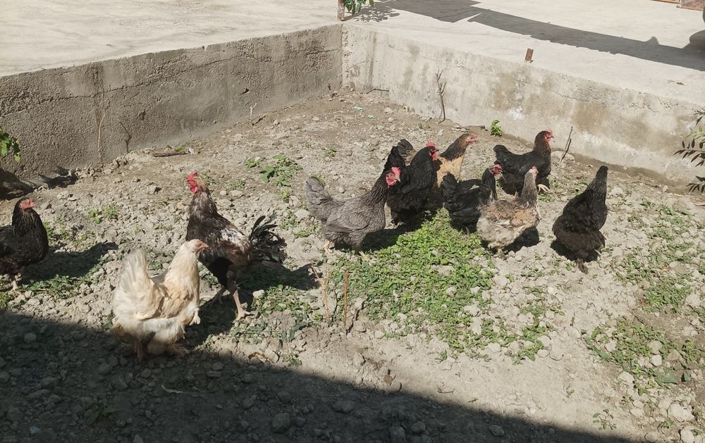 Xo'roz tovuqlar sotiladi xammasi bir biridan chiroyli