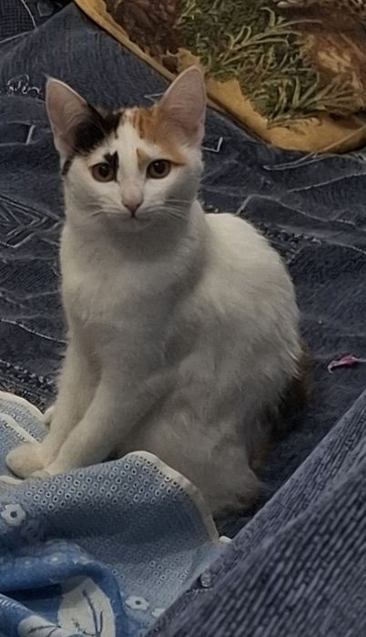 Отдадим в хорошие руки