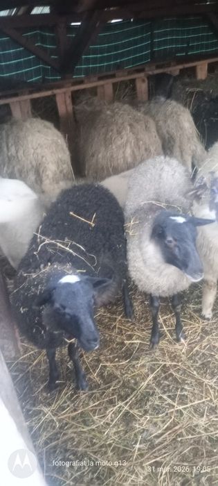 Vând mieide carne pentru sacrificat sau ținut