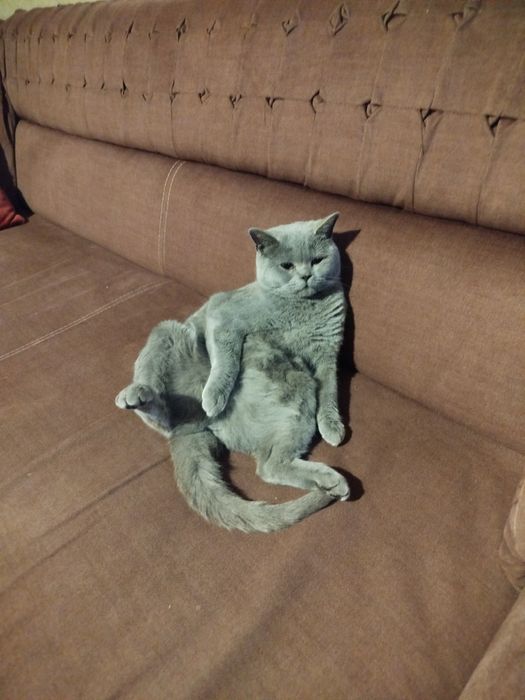 Британская кошка голубой окрас