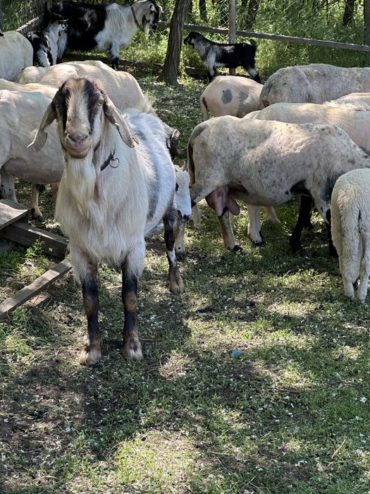 Vând capre crescute sănătos și foarte blânde