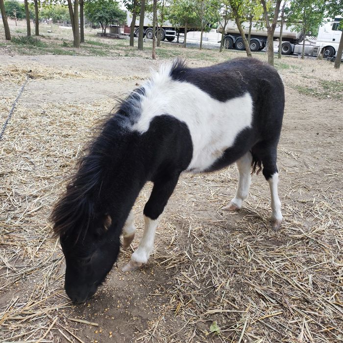 Ponei mascul ( fabricatie aprilie 2025)  3200 lei