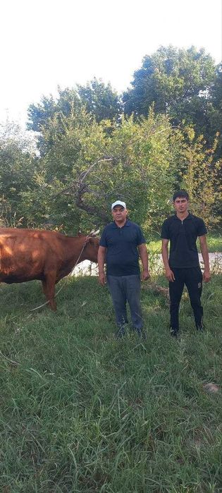 Касби туман Қамаши МФЙда йирик шохли молларни сотиш