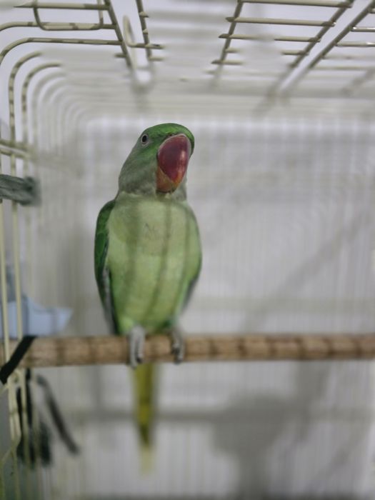 Vând Papagal Marele Alexander