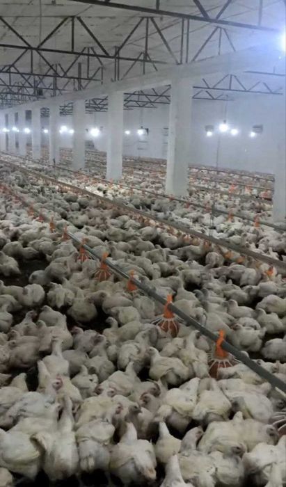 Продается птицеферма 2,4 ГА Сурум, Багиш, Куйичирчикский район.