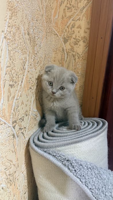 Котенок вислоухий чистокровный
