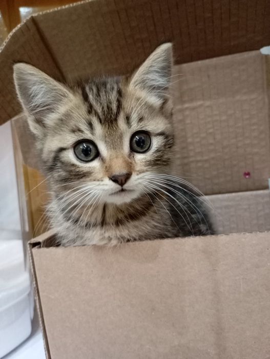 Отдам котят в добрые руки