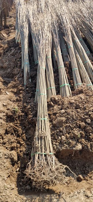 Саженцы ассортимент