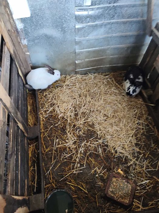 Iepuri fluture german